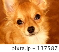 くりくりオメメ２