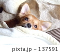 ぬくぬく