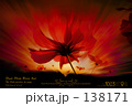 Cosmos of red scorch Cosmos of red scorch