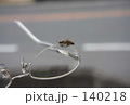 眼鏡とはち