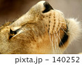 素材ナンバー 140252 : 「ライオン」