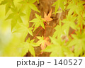 緑の中の紅葉