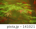 もみじ