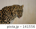 素材ナンバー 141556 : 「ヒョウ」