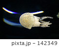 くらげ