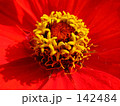 華の花