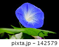 あさがお