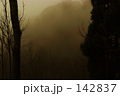 霧の白神山地