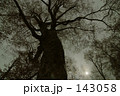 霧のマザーツリー