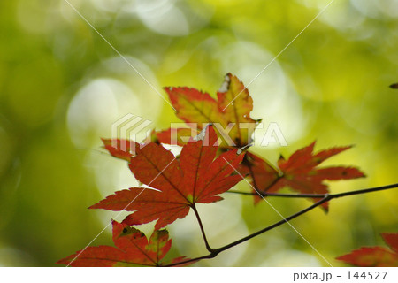 「輝く紅葉」の写真素材 「輝く紅葉」の写真素材
