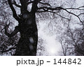 雪と白神マザーツリー
