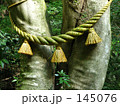神聖なる木