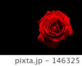素材ナンバー 146325 : 「薔薇」