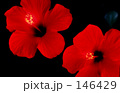 146429