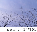 枯木と冬の空
