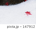 雪もみじ