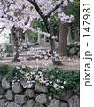 城跡の桜