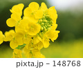 菜の花