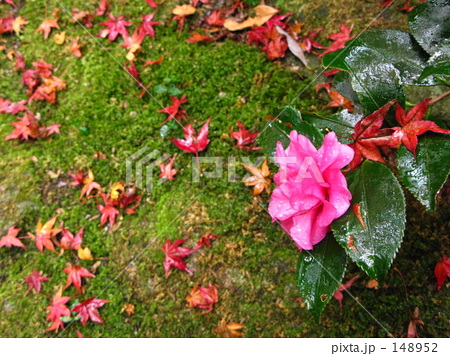 雨の日、花と紅葉