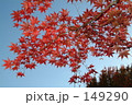 ライトアップされたもみじ01