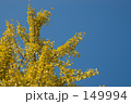 いちょうの木