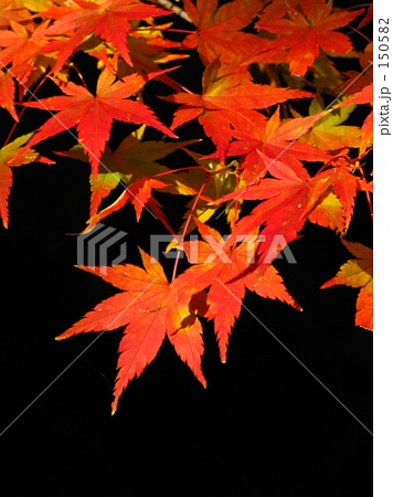 「両子寺の道 06」の写真素材 「両子寺の道 06」の写真素材