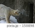 ほっきょくぐま