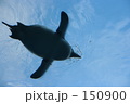 ペンギン