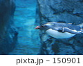 泳ぐペンギン