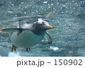 泳ぐぺんぎん　その２