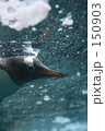 泳ぐペンギン　その３