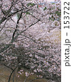 お城の桜
