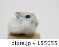 はむはむはむすたー