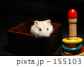 ひょっこり