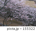 古城の朝桜
