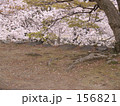 城跡の桜
