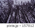 雪 森林