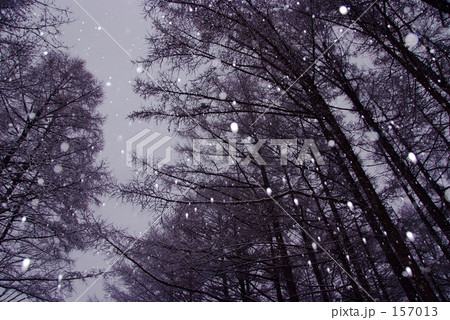 「粉雪 舞い降りる」の写真素材 「粉雪 舞い降りる」の写真素材
