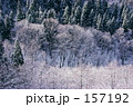 雪の森林