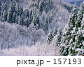 森の雪化粧