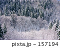 粉雪の森