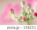 春のたまごたち