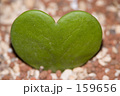 ハートの葉