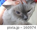 猫と女性