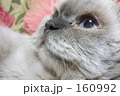 見上げる猫