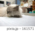 動物病院の猫 動物病院の猫
