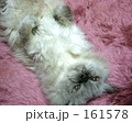 仰向けの猫