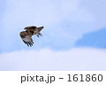 獲物を狙うタカ