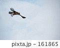 鷹