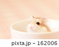 Hamster in the Cup